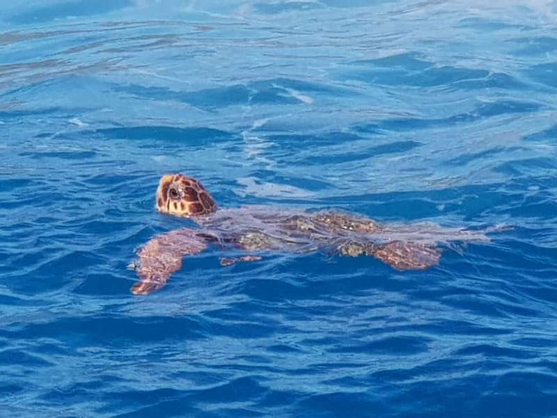 Zakynthos: Turtle Spotting Cruise with Glass-Bottom Boat - Who should book this cruise?