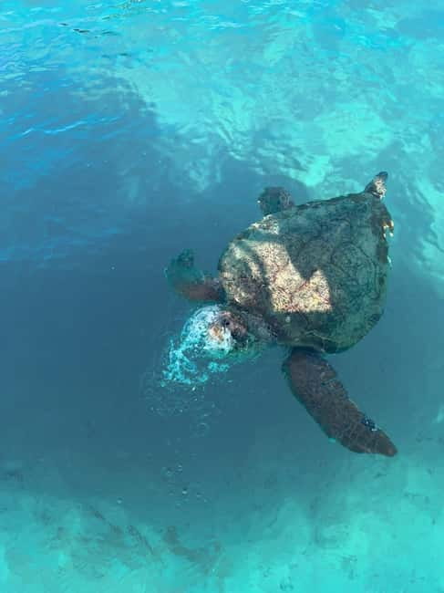 Zakynthos: Turtles, Marathonisi & Keri Caves Speedboat Tour - Key points at a glance