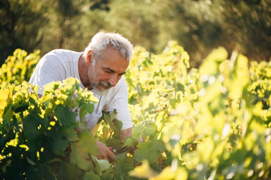 Zakynthos: Vineyard & Winery Tour with Local Winemaker - How long should you set aside?