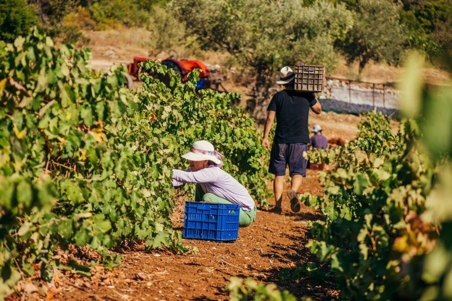 Zakynthos: Vineyard & Winery Tour with Local Winemaker - A family winery with stone buildings from 1870